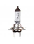 24v Bulbs
